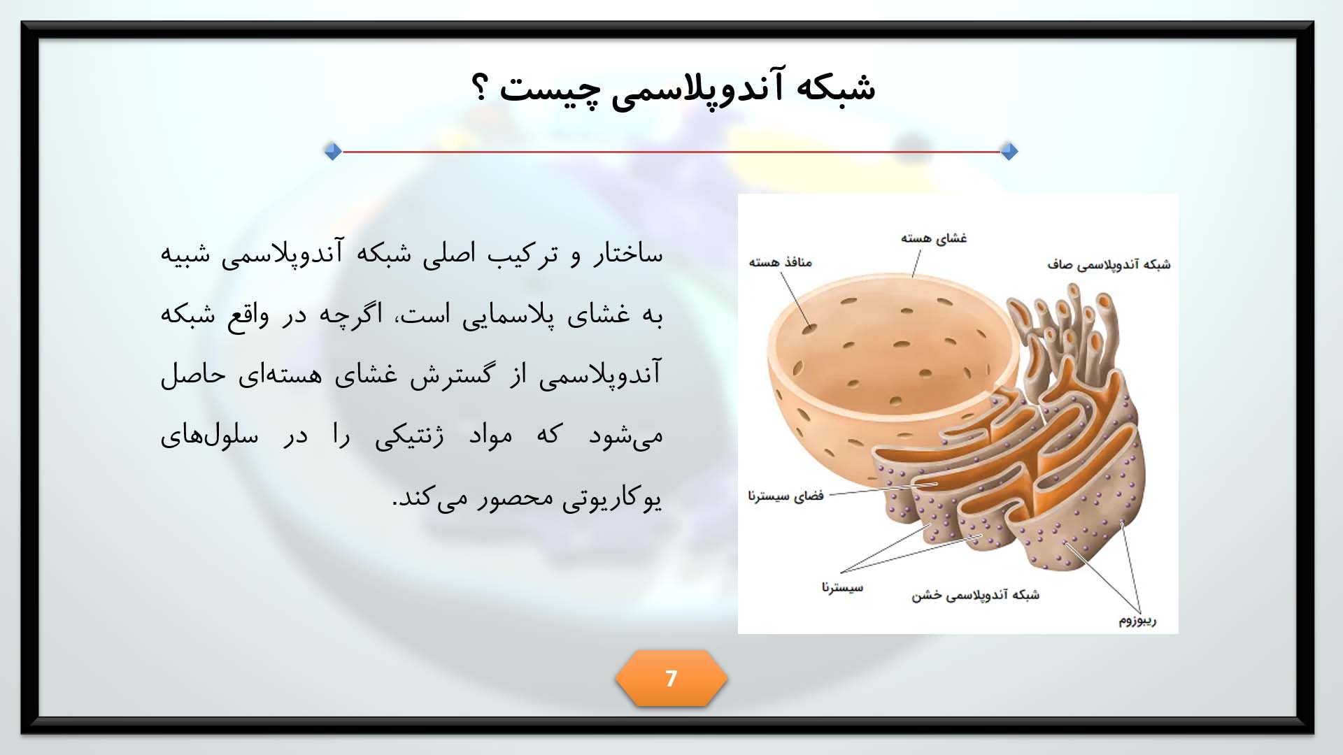 پاورپوینت در مورد شبکه آندوپلاسمی و عملکرد آن